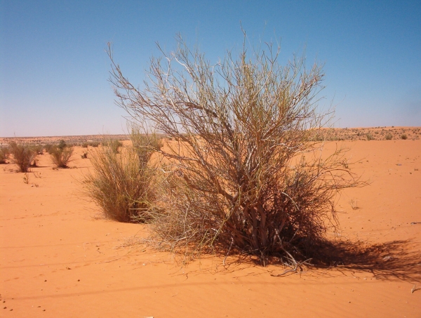 5th Conference CEAUP 2024-2025: Agriculture en Afrique/ agricultures africaines Sp&eacute;cificit&eacute;s, Contraintes et enjeux